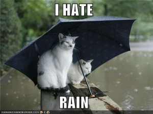 Two cats under an umbrella with the caption, I Hate Rain